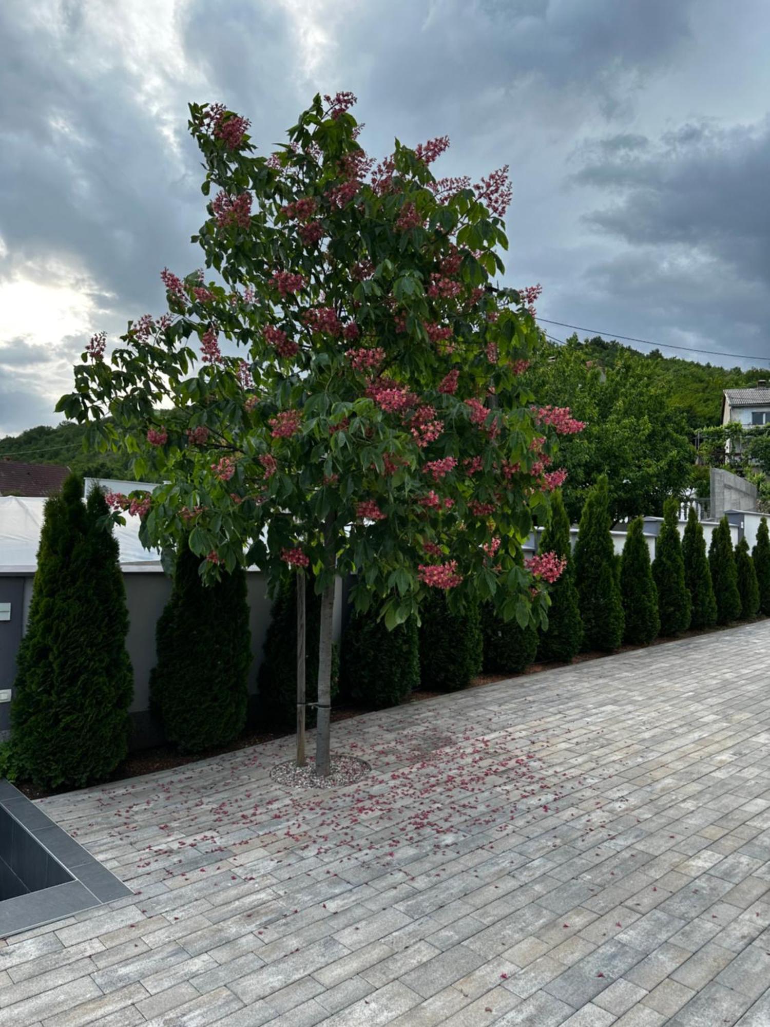 Luxury Villa Magic Kosor ภายนอก รูปภาพ